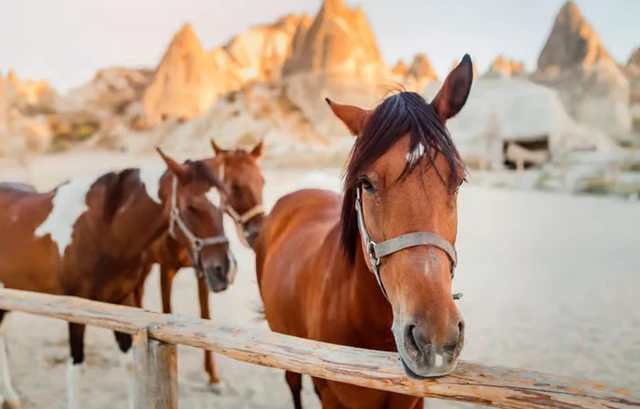 Cappadocia Horse Riding Tour (Sunset Option) with Hotel Transfer preview 4